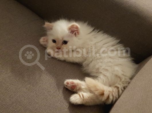 Chinchilla Yavruları