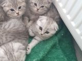 Kedi