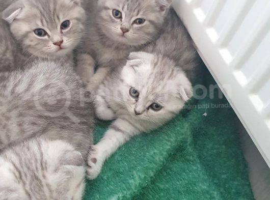 Kedi