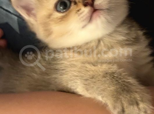 British Tabby Golden Yavrular Yeni Aileleri İçin Hazırlar görsel
