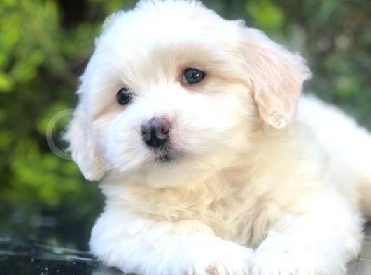 Boncuk Gözlü Dizayn Irk Maltipoo görsel