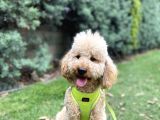 Medium Poodle Bal Barney