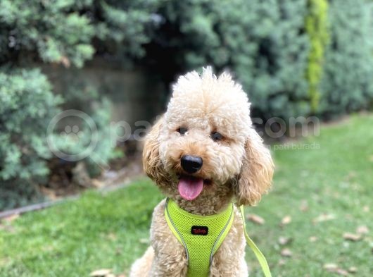 Medium Poodle Bal Barney
