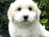 Bembeyaz Dizayn Irk Maltipoo Bebek