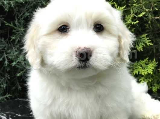 Bembeyaz Dizayn Irk Maltipoo Bebek görsel