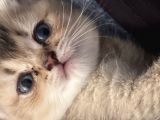 British Tabby Golden Yavrular Yeni Aileleri İçin Hazırlar