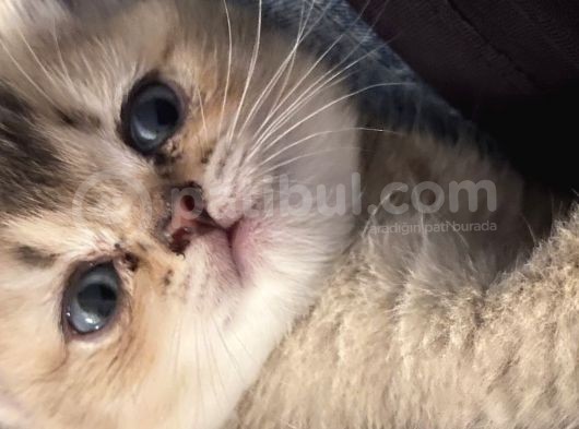 British Tabby Golden Yavrular Yeni Aileleri İçin Hazırlar görsel