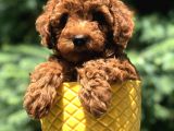 Red Brown Prenses Toy Poodle
