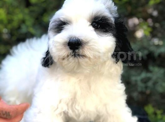 Party Color Panda Maltipoo görsel