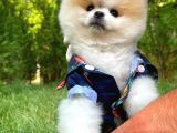 Pomeranian Boo Yavrularımız