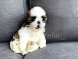Irk Ve Sağlık Garantili Shih Tzu Yavrularimiz