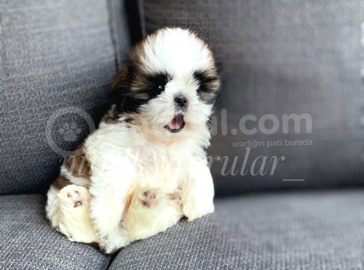 Irk Ve Sağlık Garantili Shih Tzu Yavrularimiz görsel