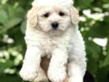 Orjinal Maltipoo Yavrular Dişi Ve Erkek