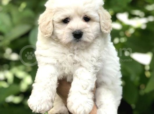 Orjinal Maltipoo Yavrular Dişi Ve Erkek görsel