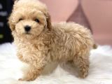 Safkan İrk Garantili Toy Poodle Yavrularimiz