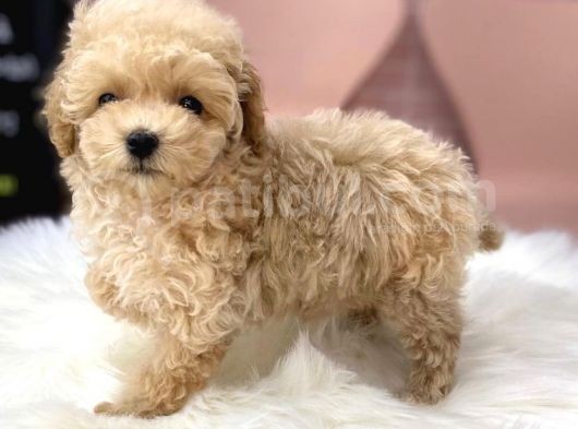 Safkan İrk Garantili Toy Poodle Yavrularimiz görsel