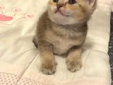 British Tabby Golden Yavrular Yeni Aileleri İçin Hazırlar