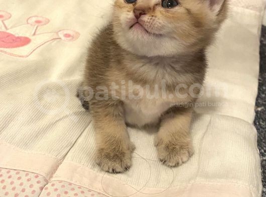 British Tabby Golden Yavrular Yeni Aileleri İçin Hazırlar görsel