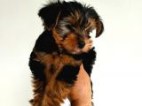 Gold Yorkie Erkekler