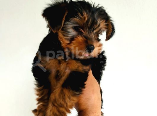 Gold Yorkie Erkekler görsel