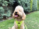 Medium Poodle Bal Barney