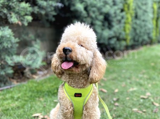 Medium Poodle Bal Barney görsel