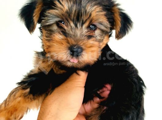 Gold Yorkie Erkekler görsel