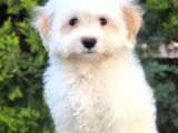 Dizayn Irk Morkie Yavrumuz