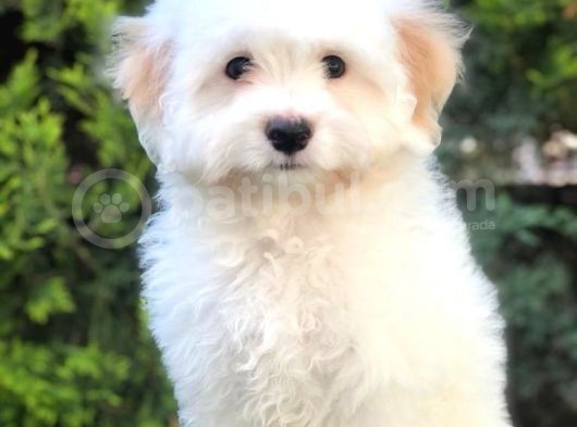 Dizayn Irk Morkie Yavrumuz