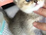 British Tabby Golden Yavrular Yeni Aileleri İçin Hazırlar