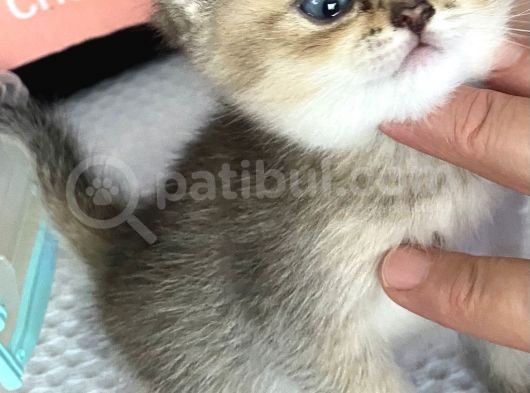 British Tabby Golden Yavrular Yeni Aileleri İçin Hazırlar görsel