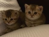 British Tabby Golden Yavrular Yeni Aileleri İçin Hazırlar