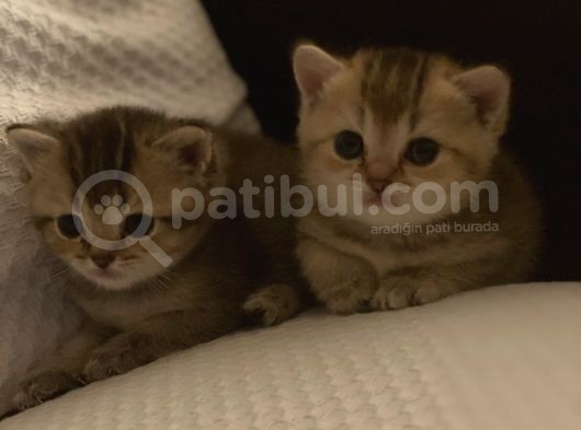 British Tabby Golden Yavrular Yeni Aileleri İçin Hazırlar görsel