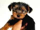 Gold Yorkie Erkekler