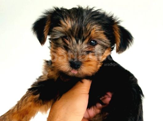 Gold Yorkie Erkekler