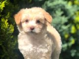 Sütlü Kahve Dizayn Irk Maltipoo