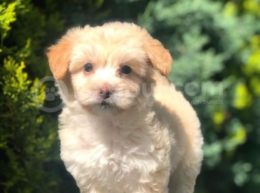 Sütlü Kahve Dizayn Irk Maltipoo