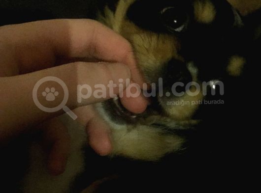 Mişa Pekinez görsel