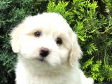 Bembeyaz Dizayn Irk Maltipoo Bebek