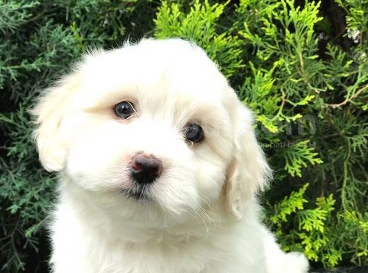 Bembeyaz Dizayn Irk Maltipoo Bebek görsel