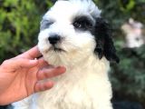 Party Color Panda Maltipoo
