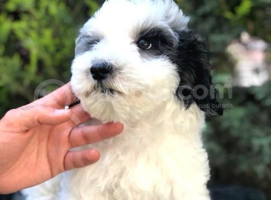 Party Color Panda Maltipoo görsel