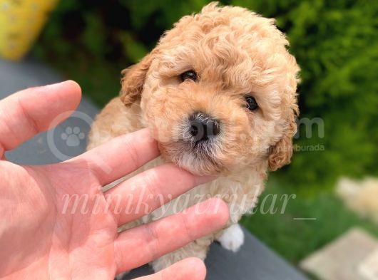 Toy Poodle Yavrularimiz İrk Ve Saglik Garantili görsel