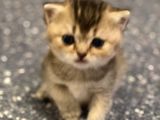 British Tabby Golden Yavrular Yeni Aileleri İçin Hazırlar