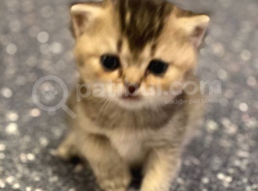 British Tabby Golden Yavrular Yeni Aileleri İçin Hazırlar görsel