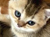 British Tabby Golden Yavrular Yeni Aileleri İçin Hazırlar