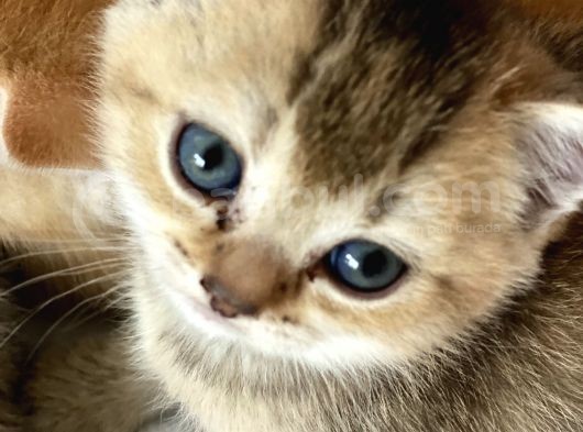 British Tabby Golden Yavrular Yeni Aileleri İçin Hazırlar