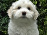 Bembeyaz Dizayn Irk Maltipoo Bebek
