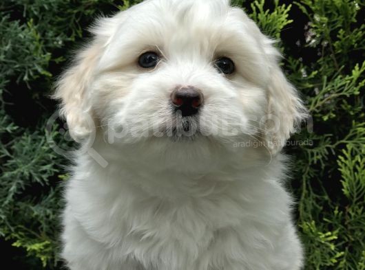 Bembeyaz Dizayn Irk Maltipoo Bebek görsel