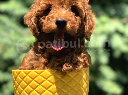 Red Brown Prenses Toy Poodle görsel